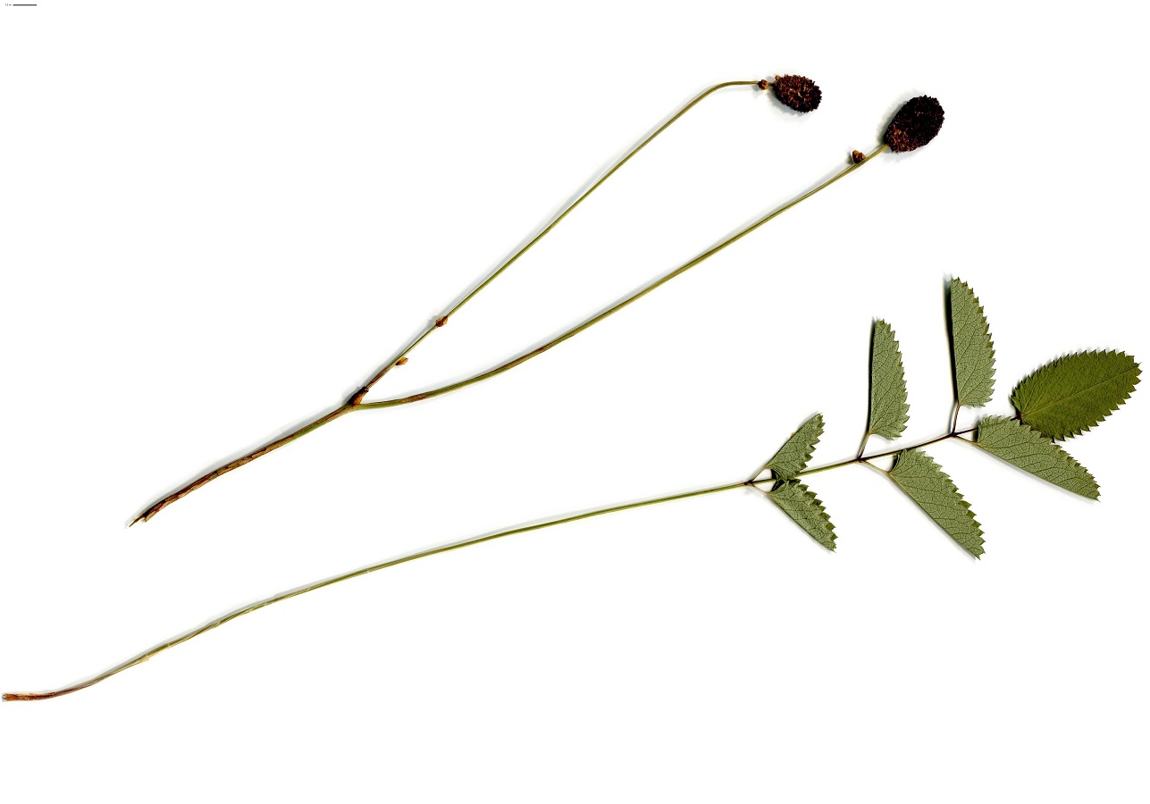 Sanguisorba officinalis (Rosaceae)